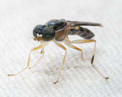 Merosargus caeruleifrons