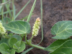 Acalypha villicaulis