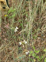 Diplotaxis erucoides