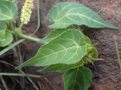 Acalypha villicaulis