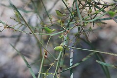 Daviesia wyattiana