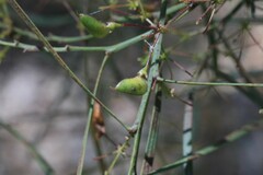 Daviesia wyattiana