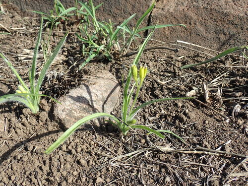 Small yellow star-flower (Hypoxis argentea)
