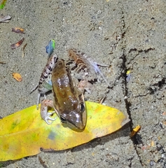 Leptodactylus insularum