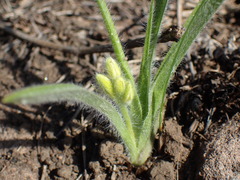 Hypoxis argentea