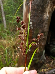 Cladium procerum