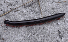 Archispirostreptus syriacus