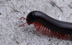 Archispirostreptus syriacus