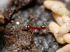 Hypoponera punctatissima