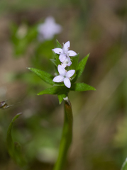 Sherardia arvensis
