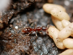 Hypoponera punctatissima