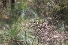 Daviesia wyattiana