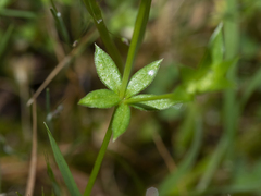 Sherardia arvensis