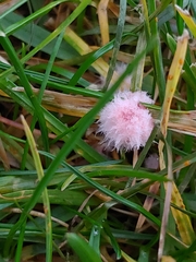 Laetisaria roseipellis