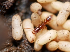 Hypoponera punctatissima