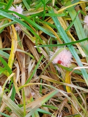Laetisaria roseipellis