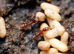 Hypoponera punctatissima