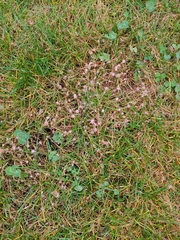 Laetisaria roseipellis