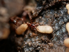 Hypoponera punctatissima