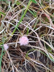 Laetisaria roseipellis