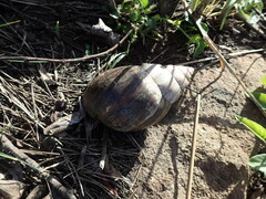 Lissachatina immaculata