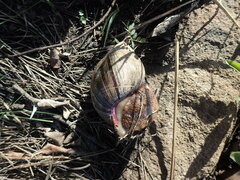 Lissachatina immaculata