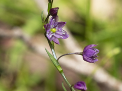 Arthropodium minus