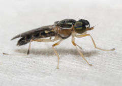 Merosargus caeruleifrons