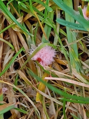 Laetisaria roseipellis