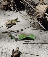 Cnemidophorus gaigei