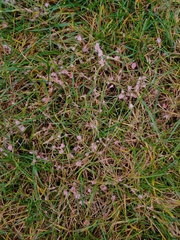 Laetisaria roseipellis