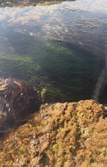 Phyllospadix torreyi