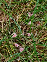 Laetisaria roseipellis