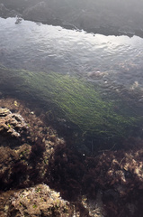 Phyllospadix torreyi