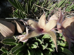 Stapelia gigantea