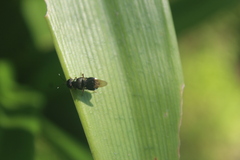 Isomerocera quadrilineata