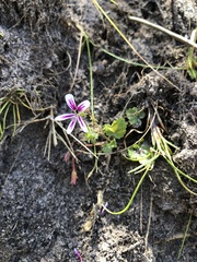 Pelargonium pseudosetulosum