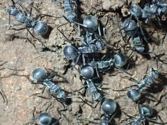 Polyrhachis schistacea
