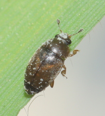 Cucujoidea
