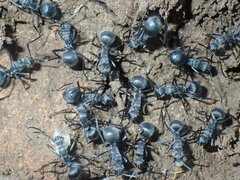 Polyrhachis schistacea