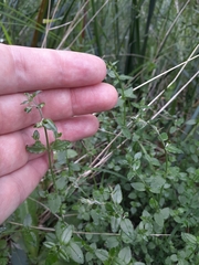 Gonocarpus tetragynus