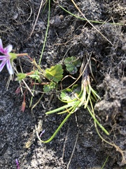 Pelargonium pseudosetulosum