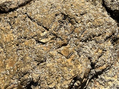 Hexanauplia