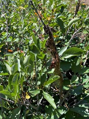 Malacosoma californica
