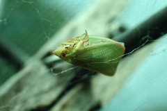 Siphanta acuta
