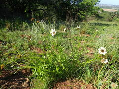 Callilepis laureola