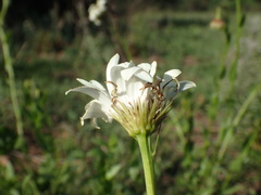 Callilepis laureola
