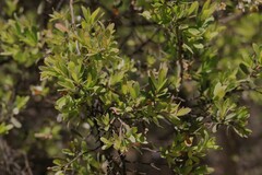Leptospermum trinervium