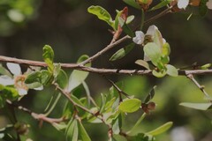 Leptospermum trinervium