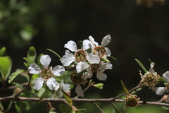 Leptospermum trinervium